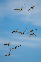 Eurasian Wigeon, Mareca penelope, birds in flight over Marshes at winter time