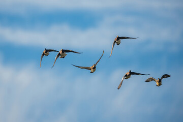 Eurasian Wigeon, Mareca penelope, birds in flight over Marshes at winter time