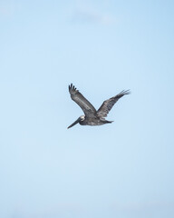Pelican in flight. Arecibo, Puerto Rico