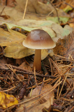 Closeup on a fresh emerged Butter Cap but or Greasy Toughshank mushroom , Collybia butyracea, on the forest floor