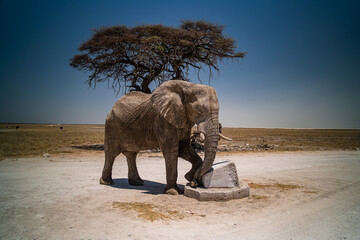 elephant in the wild
Namibia