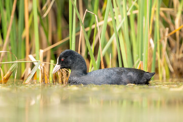 Close-up of a swimming eurasian coot