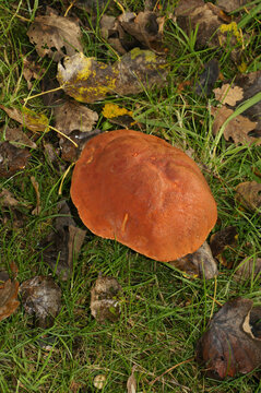 Closeup on the orange brown colored red-capped scaber stalk. mushroom, Leccinum aurantiacum
