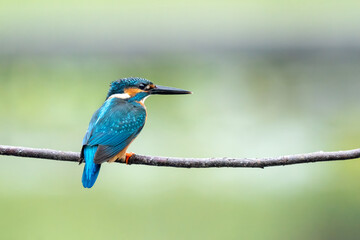 Close-up of a blue kingfisher sitting on a branch