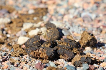 Donkey poop in Morocco