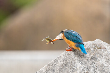Close-up of a blue kingfisher eating a fish sitting on a stone