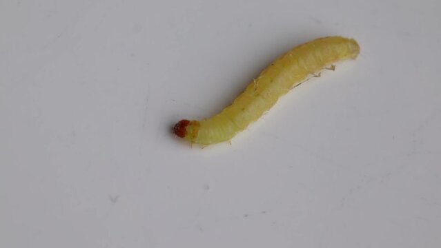 Indianmeal Moth Larva Crawling On Surface. closeup shot