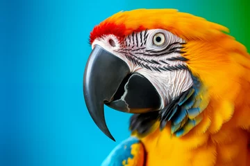 Fototapeten Close-up of a colorful macaw parrot with space for text © Nina