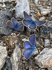 A group of Cyaniris Semiargus, Mazarine blue butterflies drinking from a moist path