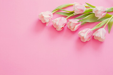 Fototapeta na wymiar pink tulips on pink paper background