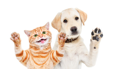 Portrait of cute Labrador puppy and Scottish Straight kitten waving their paws isolated on a white...