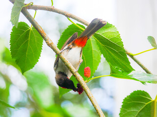 Red Whiskered Bulbul bird eating blackberry from tree