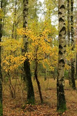 Jesień w lesie - obrazy, fototapety, plakaty