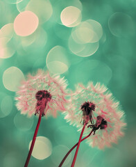 Dandelion flower with soft pastel colors and bokeh