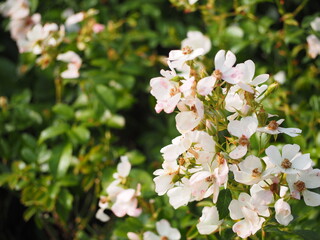 バラ　スノーコーン