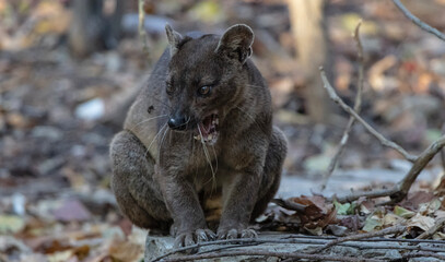 Fossa in Madagascar