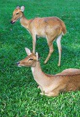 Two curious roe deer on the green grass