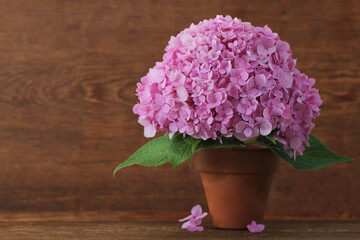 Blossoming pink hydrangea in pot