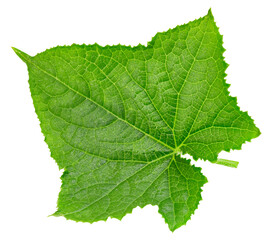 Cucumber leaf isolated