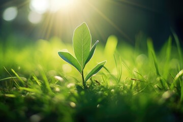 Banner with young plant growing in garden. Seedling are growing in the soil on blurred background of the mourning sunlight. Green world and Earth day concept. Ecology and ecological balance - obrazy, fototapety, plakaty