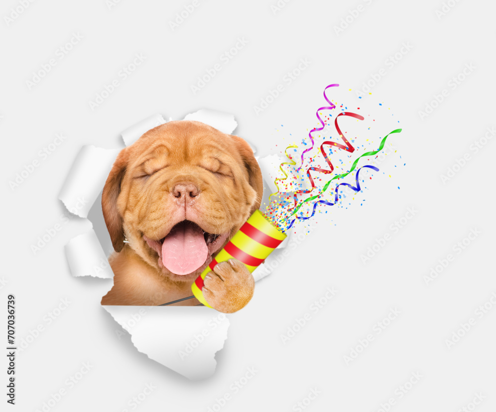 Poster happy mastiff puppy with eye closed explodes a firecracker through the hole in white paper