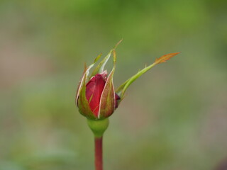深紅のバラ　ニコロパガニーニ　つぼみ