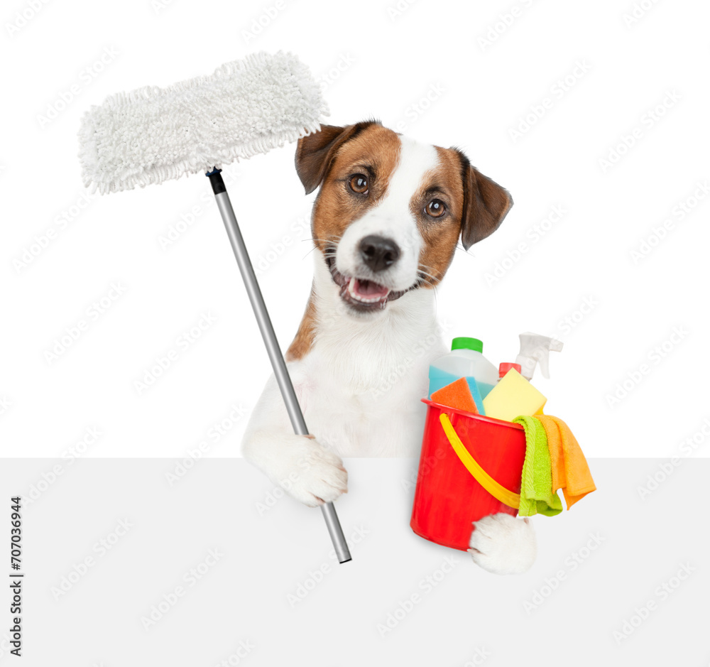 Poster cleaning concept. jack russell terrier puppy holds bucket with washing fluids and mop in paws and lo