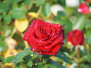 深紅のバラ　ニコロパガニーニ