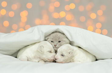 Fototapeta na wymiar Cute kitten lying with tiny Lapdog puppies under warm blanket on the bed at home on festive background