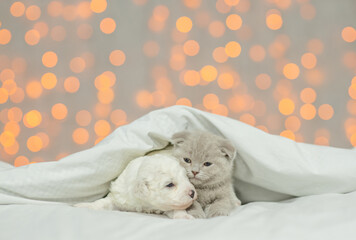 Tiny Lapdog puppy lying with cute kitten under warm blanket on the bed at home on festive background