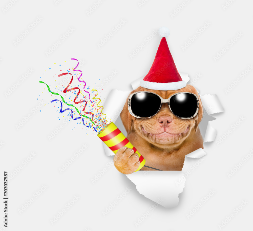 Poster Smiling Mastiff puppy wearing sunglasses and red santa hat looks through the hole in white paper and holds exploding firecracker