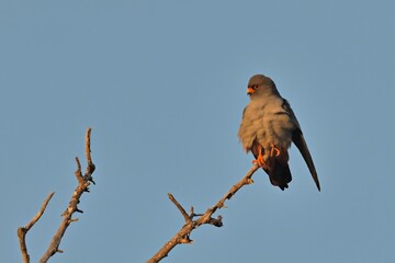 Red-footed Falcon (Falco vespertinus), Greece