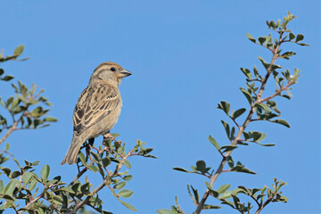 Female Italian Sparrow (Passer italiae), Crete