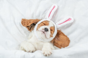 Happy Cavalier King Charles Spaniel puppy wearing easter rabbits ears sleeps on a bed under warm...