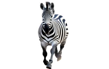 Seamless Tapestry of Wild Zebra Patterns in Modern Fashion on a White or Clear Surface PNG Transparent Background