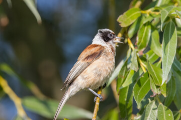 Eurasian penduline tit (Remiz pendulinus) sits on the willow branch and sings in the summer...