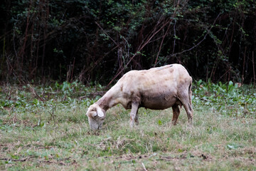 Naklejka na ściany i meble a single typical sheep in Menorca grazing on green grass