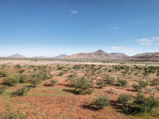 herd of giraffes walks to a waterhole in namibia