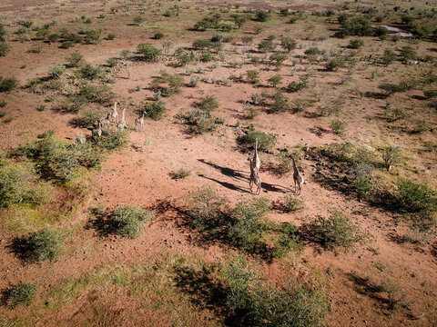 herd of giraffes walks to a waterhole in namibia