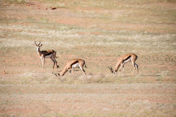 herd of grazing antelopes