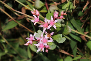 sedum ternatum plant flower macro photo