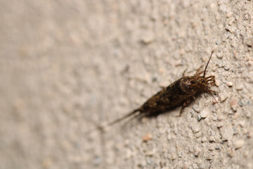 archaeognatha silverfish insect macro photo