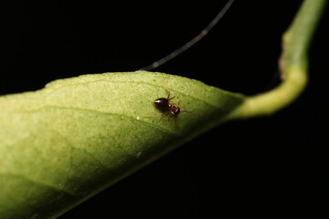 Black carpenter ant macro photo