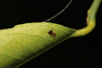 Black carpenter ant macro photo
