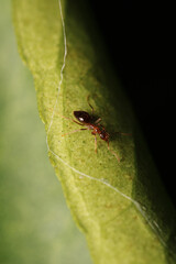 Black carpenter ant macro photo