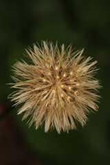 dandelion seeds are thrown in the wind