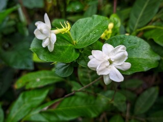 Jasmine is a genus of shrubs and vines in the olive family (Oleaceae)