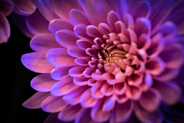 Beautiful Flower taken in a studio setup taken with different color lights. It looks almost alien like, Shot with a Shallow Depth of field to give it a dreamy effect. Perfectly romantic background