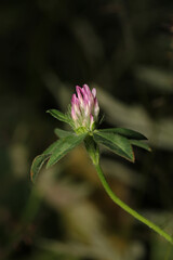 natural centaurea nigrescens flower photo