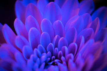 Beautiful Flower taken in a studio setup taken with different color lights. It looks almost alien...